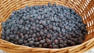 Just picked organic blue berries from Thompson Finch farm