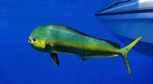 The Dorado fish.